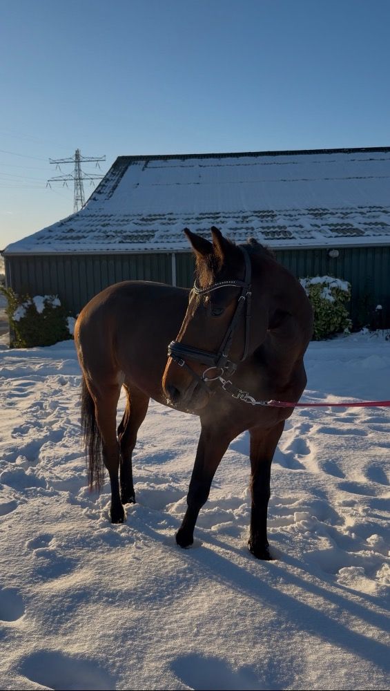 kwpn pony merrie 3 years old bruin for sale - Photo 4