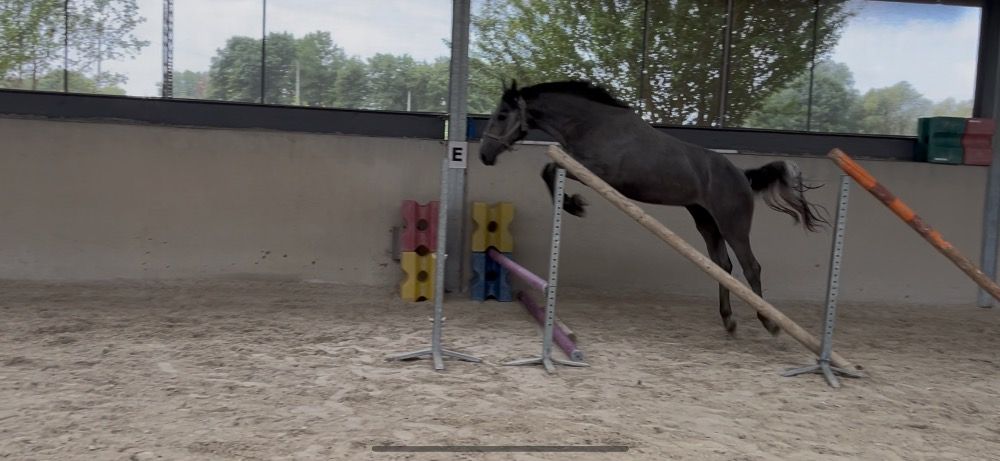 Zangersheide springpaard Ruin 2 jaar Schimmel te koop - Hoofdfoto