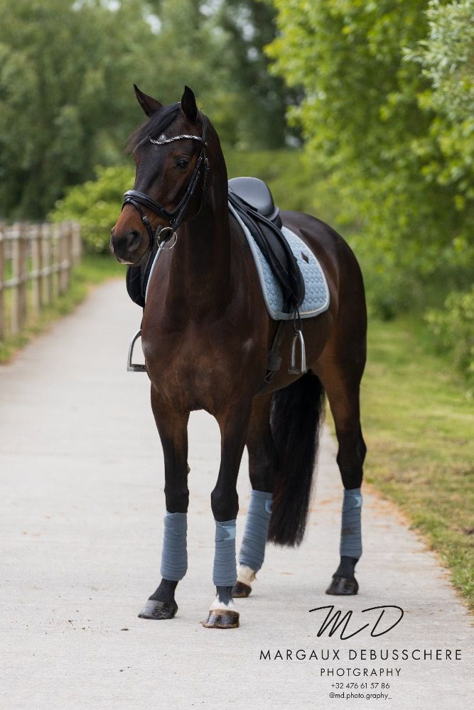 KWPN dressuurpaard Merrie 6 jaar Donkerbruin te koop - Foto 2