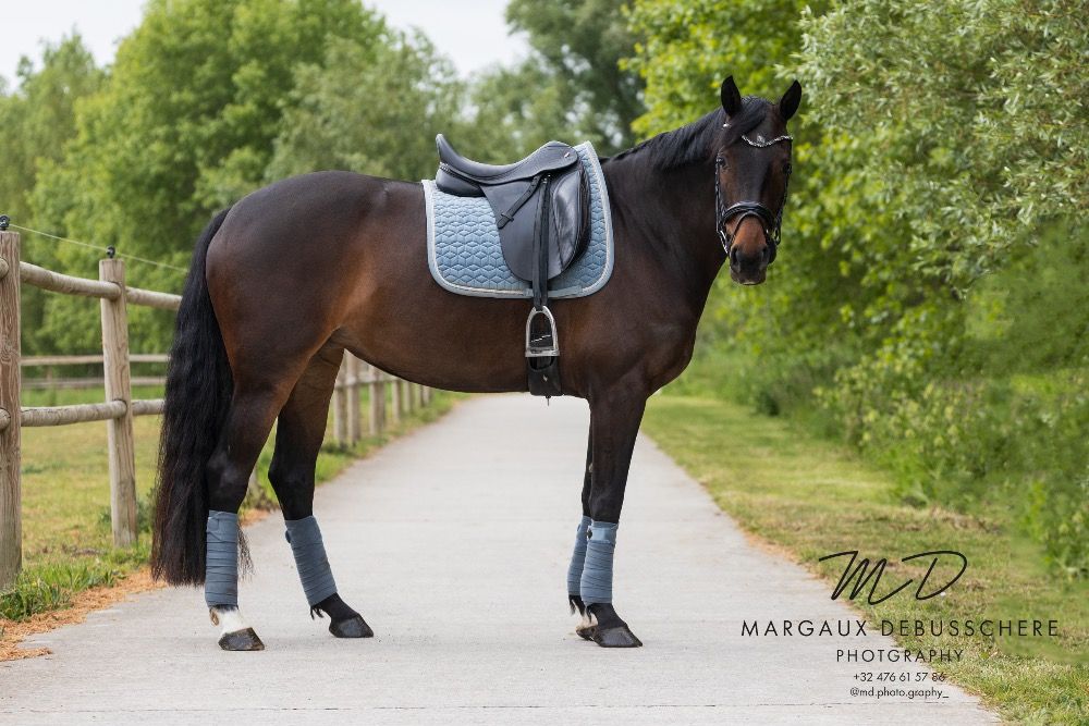 KWPN dressuurpaard Merrie 6 jaar Donkerbruin te koop - Foto 3