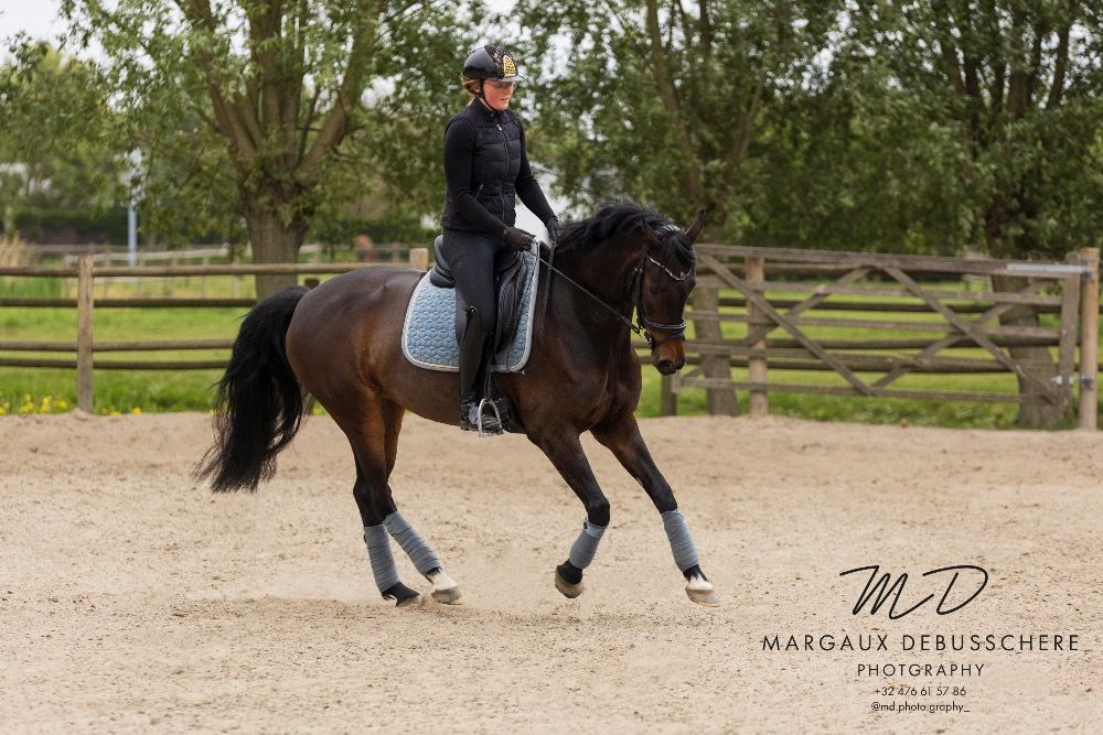 KWPN dressuurpaard Merrie 6 jaar Donkerbruin te koop - Foto 6