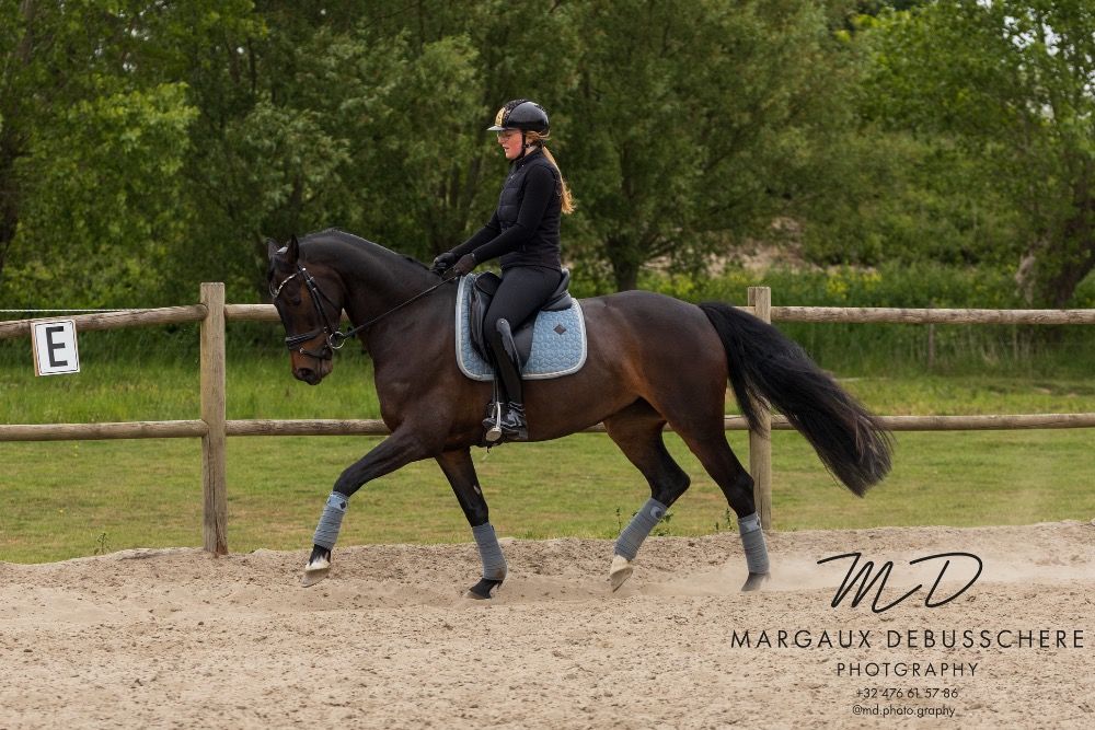 KWPN dressuurpaard Merrie 6 jaar Donkerbruin te koop - Hoofdfoto