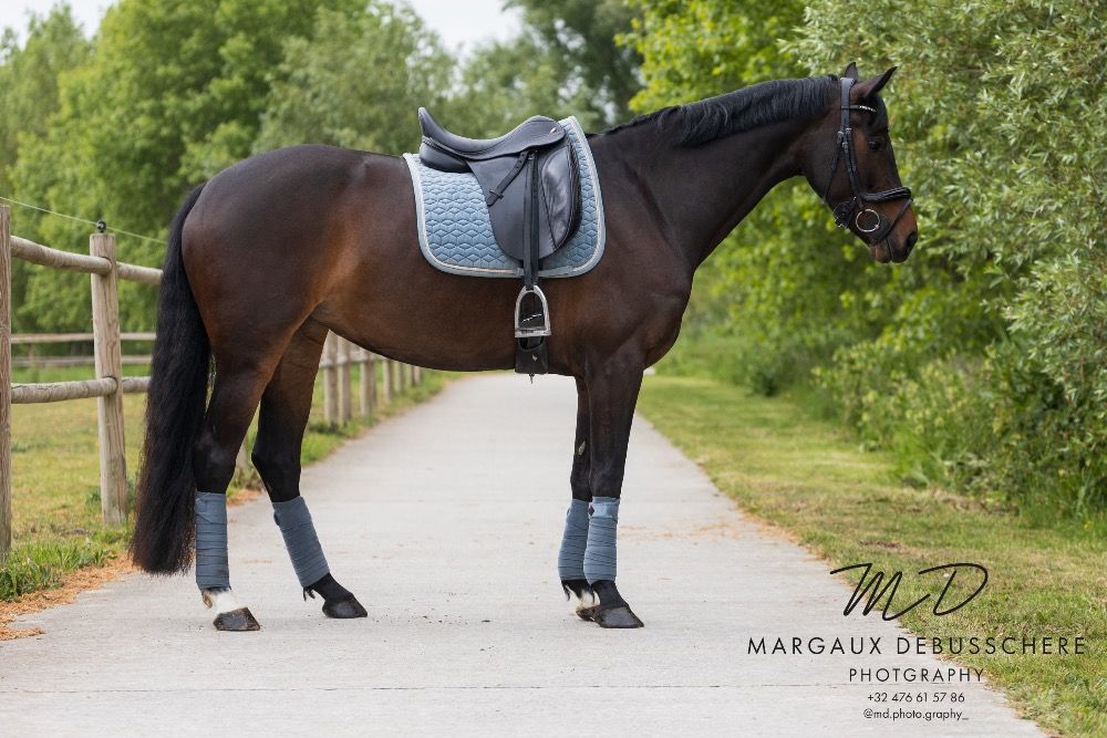KWPN dressuurpaard Merrie 6 jaar Donkerbruin te koop - Foto 4