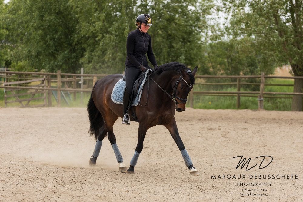 KWPN dressuurpaard Merrie 6 jaar Donkerbruin te koop - Foto 5