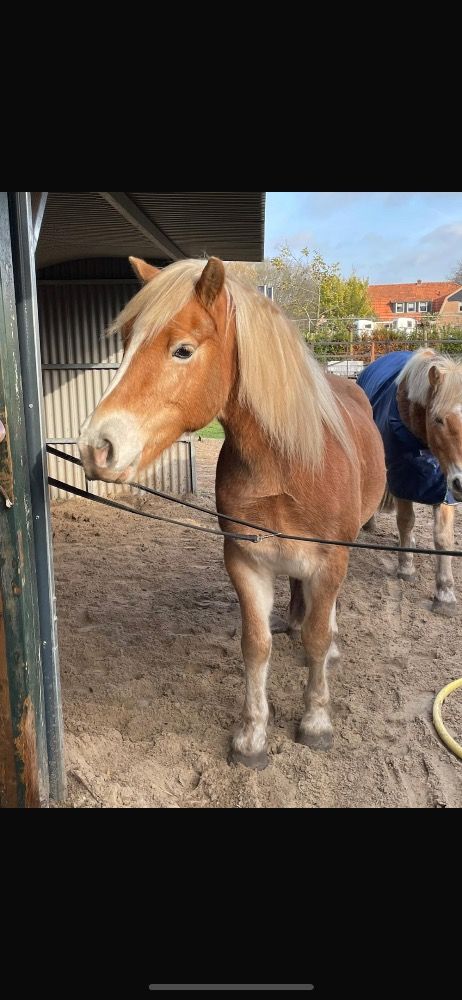allround-pony Merrie Palomino te koop - Foto 5