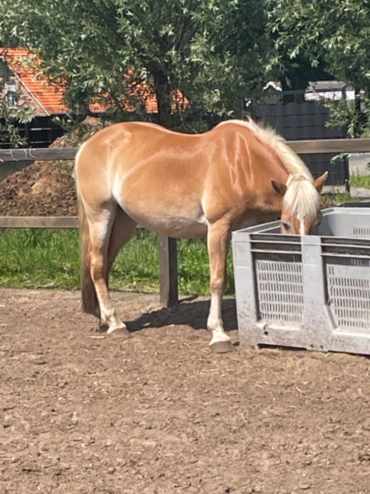 allround-pony Merrie Palomino te koop - Foto 2