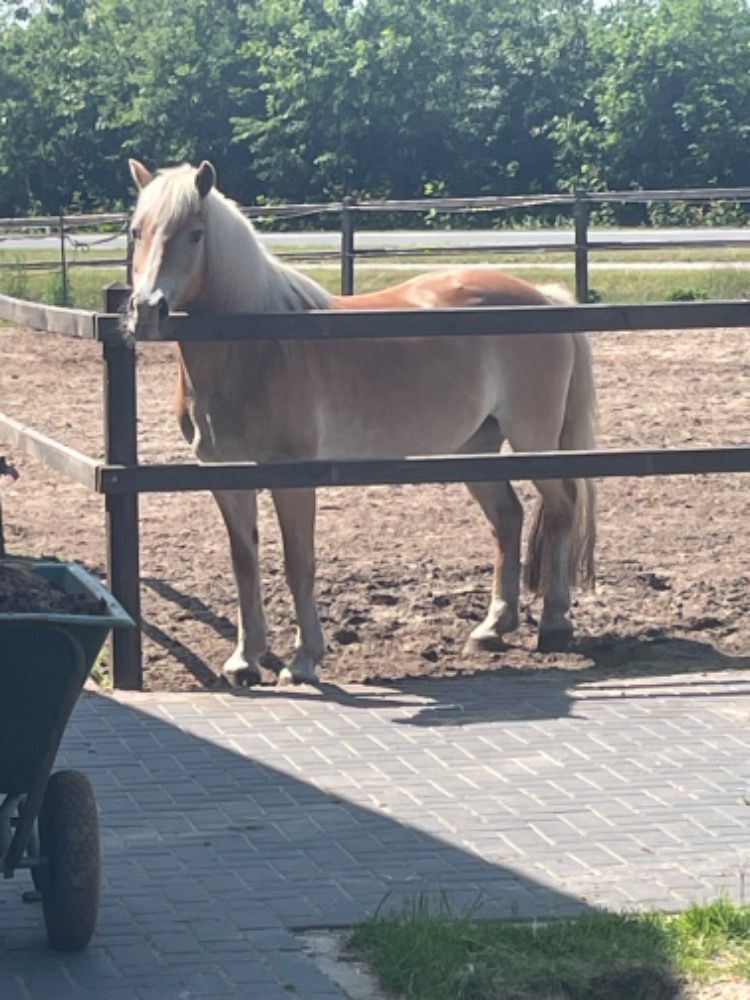 Haflinger Merrie