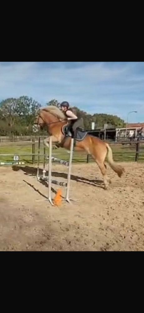 allround-pony Merrie Palomino te koop - Foto 3