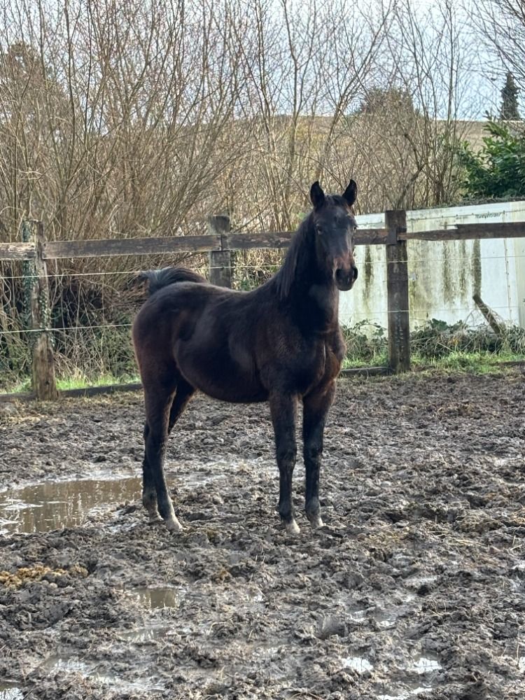 Hengst 2024 HH Conrad Z x Taloubet Z x Cassini I
