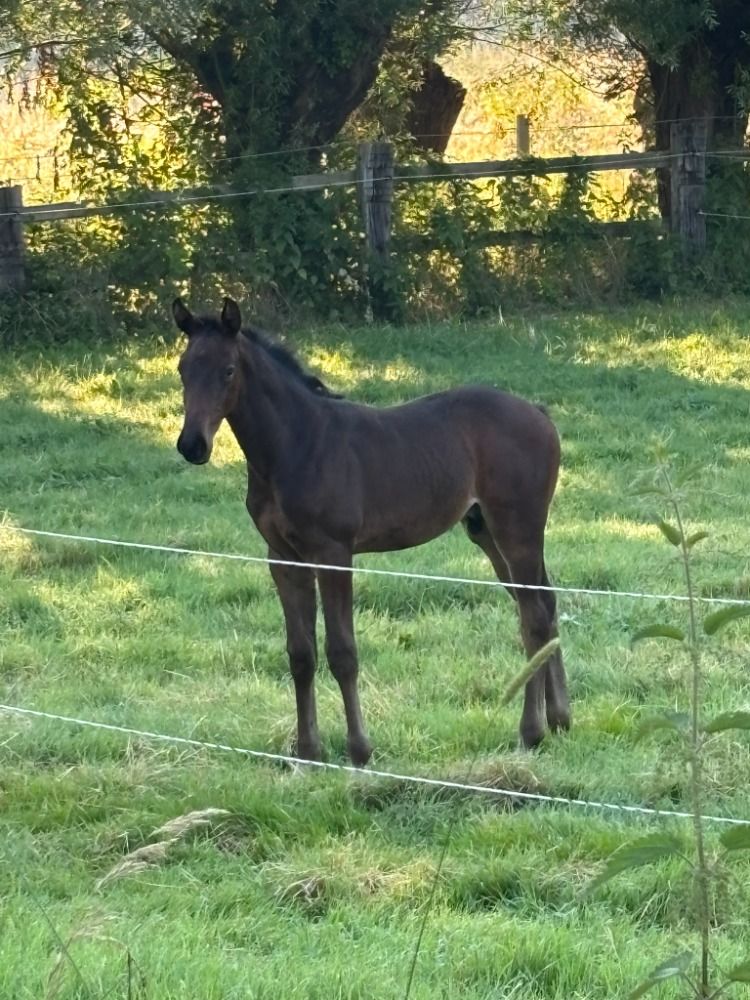Zangersheide springpaard Donkerbruin te koop - Foto 3