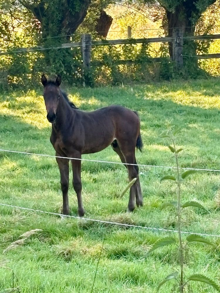 Zangersheide springpaard Donkerbruin te koop - Foto 2
