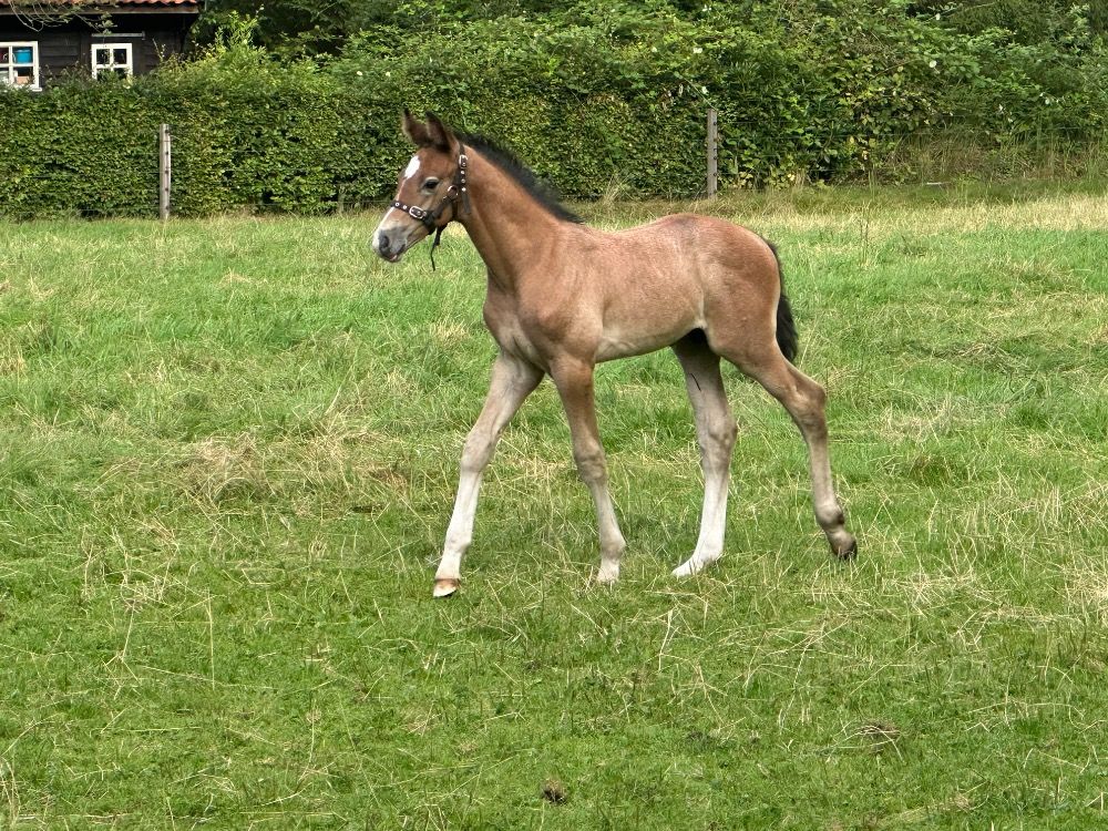 KWPN springpaard Hengst Schimmel te koop - Foto 2