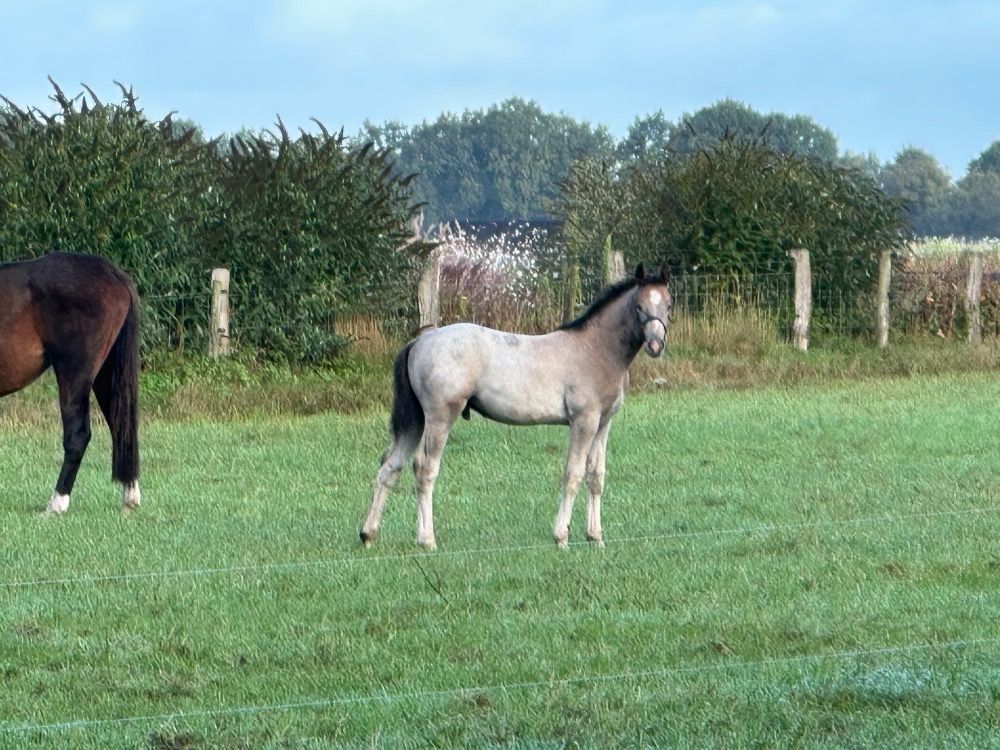 KWPN springpaard Hengst Schimmel te koop - Foto 4