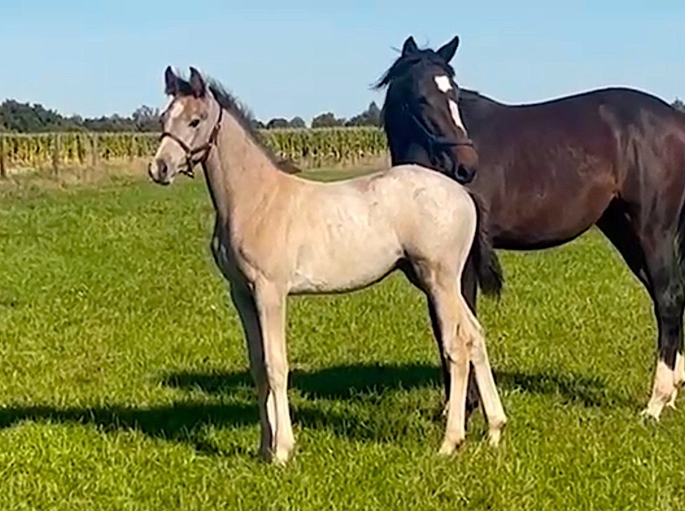 KWPN springpaard Hengst Schimmel te koop - Hoofdfoto