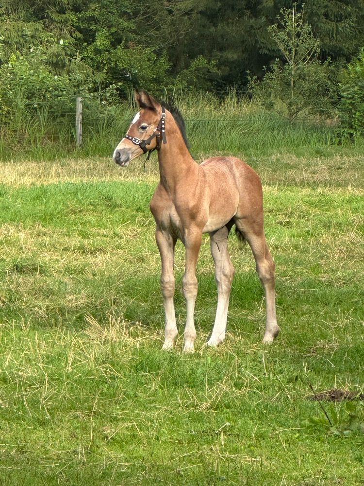 KWPN springpaard Hengst Schimmel te koop - Foto 3