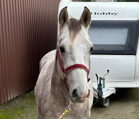 Quarter Horse western paard Ruin 4 jaar Schimmel te koop - Foto 3