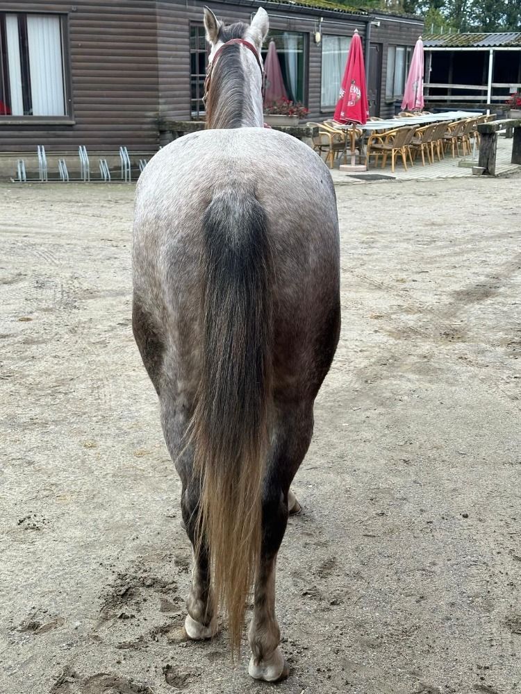 Quarter Horse western paard Ruin 4 jaar Schimmel te koop - Foto 6