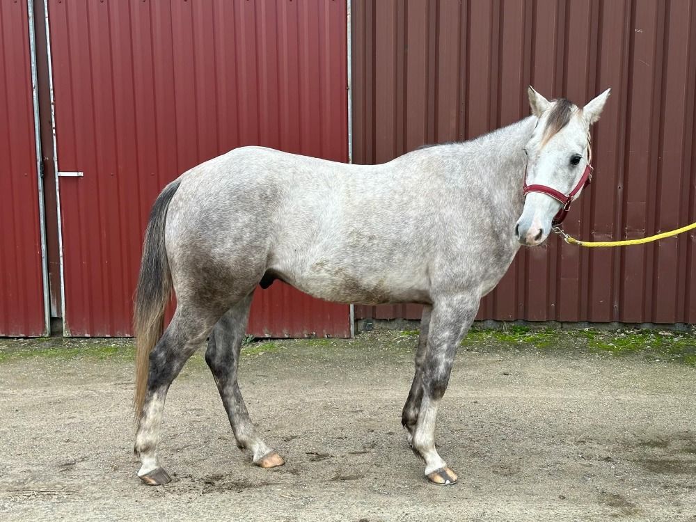 Quarter Horse western paard Ruin 4 jaar Schimmel te koop - Foto 4