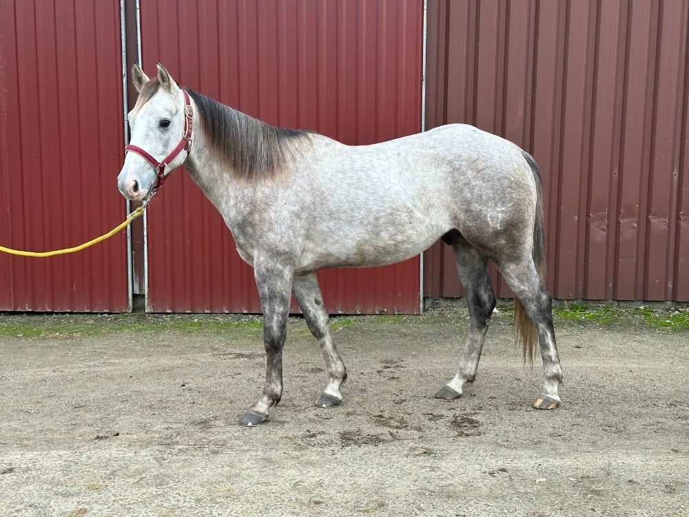 4-Year-Old Gray Gelding