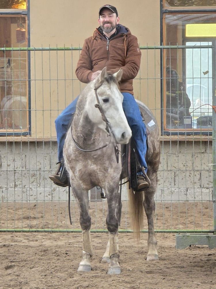 Quarter Horse western paard Ruin 4 jaar Schimmel te koop - Foto 2