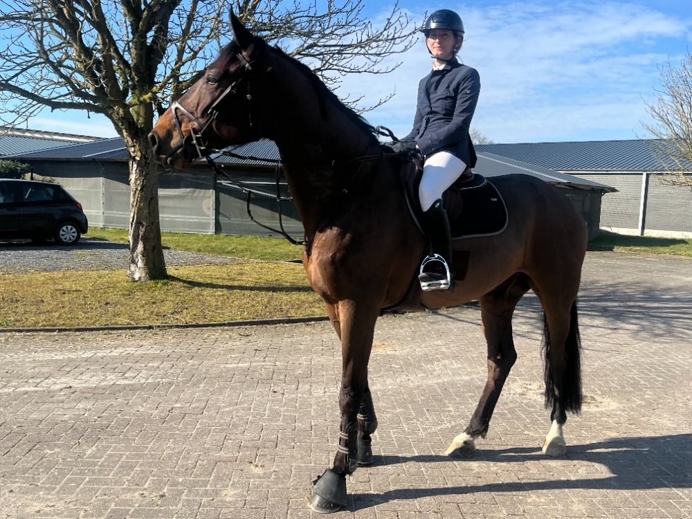 SBS springpaard Ruin 8 years old Donkerbruin for sale - Photo 4