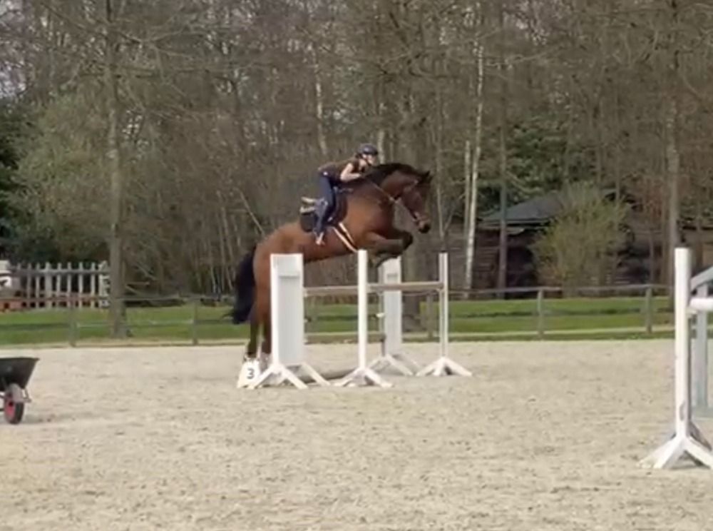 SBS springpaard Ruin 8 years old Donkerbruin for sale - Photo 2