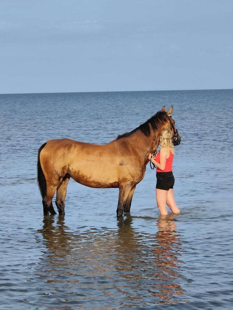 springpaard Merrie 14 jaar Bruin te koop - Foto 5