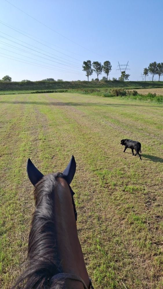 springpaard Merrie 14 jaar Bruin te koop - Foto 2