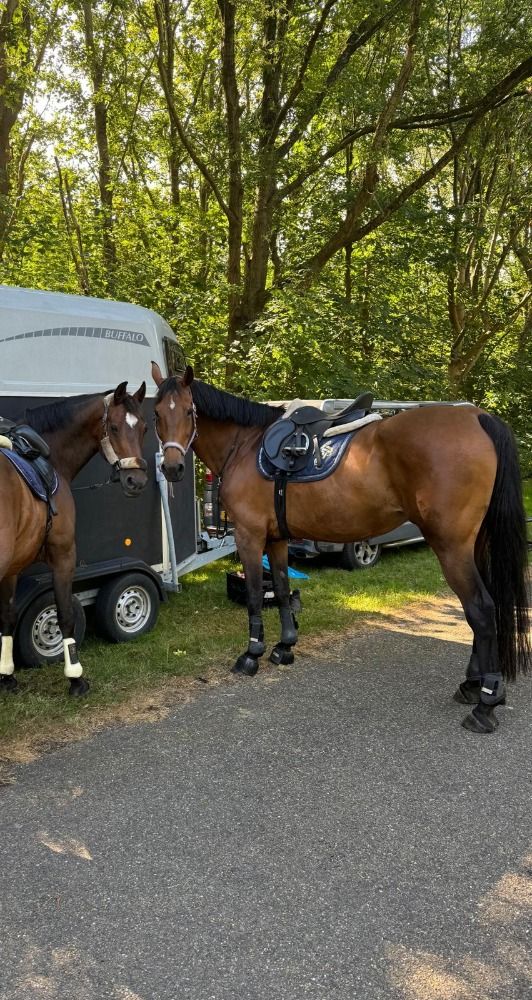 springpaard Merrie 14 jaar Bruin te koop - Foto 6