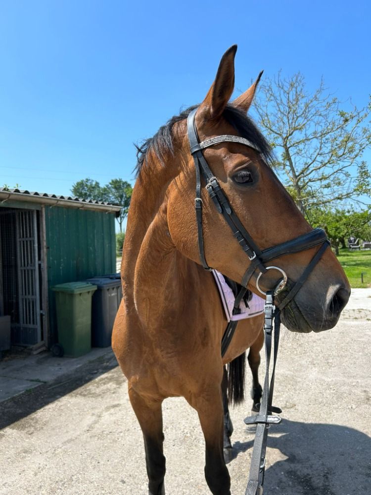springpaard Merrie 14 jaar Bruin te koop - Foto 4