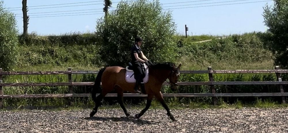 springpaard Merrie 14 jaar Bruin te koop - Foto 3