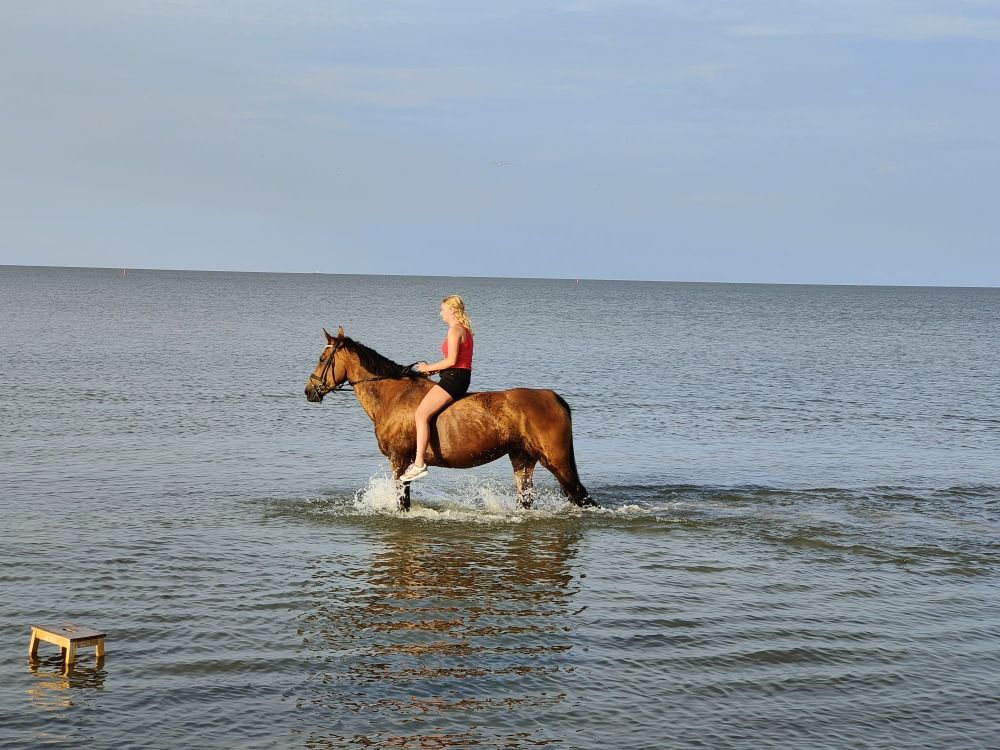 14 jarige merrie te koop