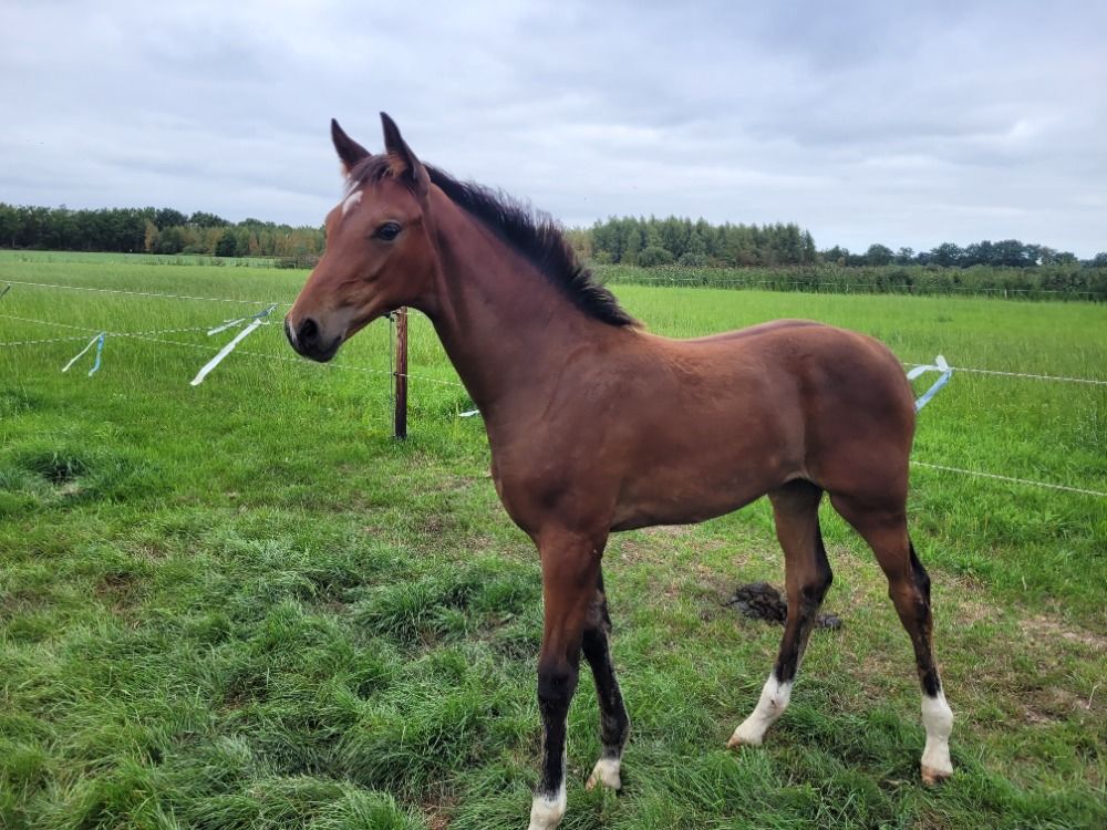 KWPN dressuurpaard Merrie 1 år Bruin till salu - Foto 3