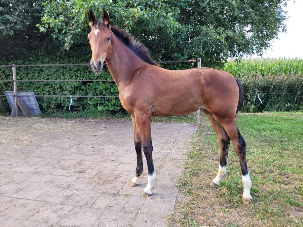 KWPN dressuurpaard Merrie 1 år Bruin till salu - Foto 2