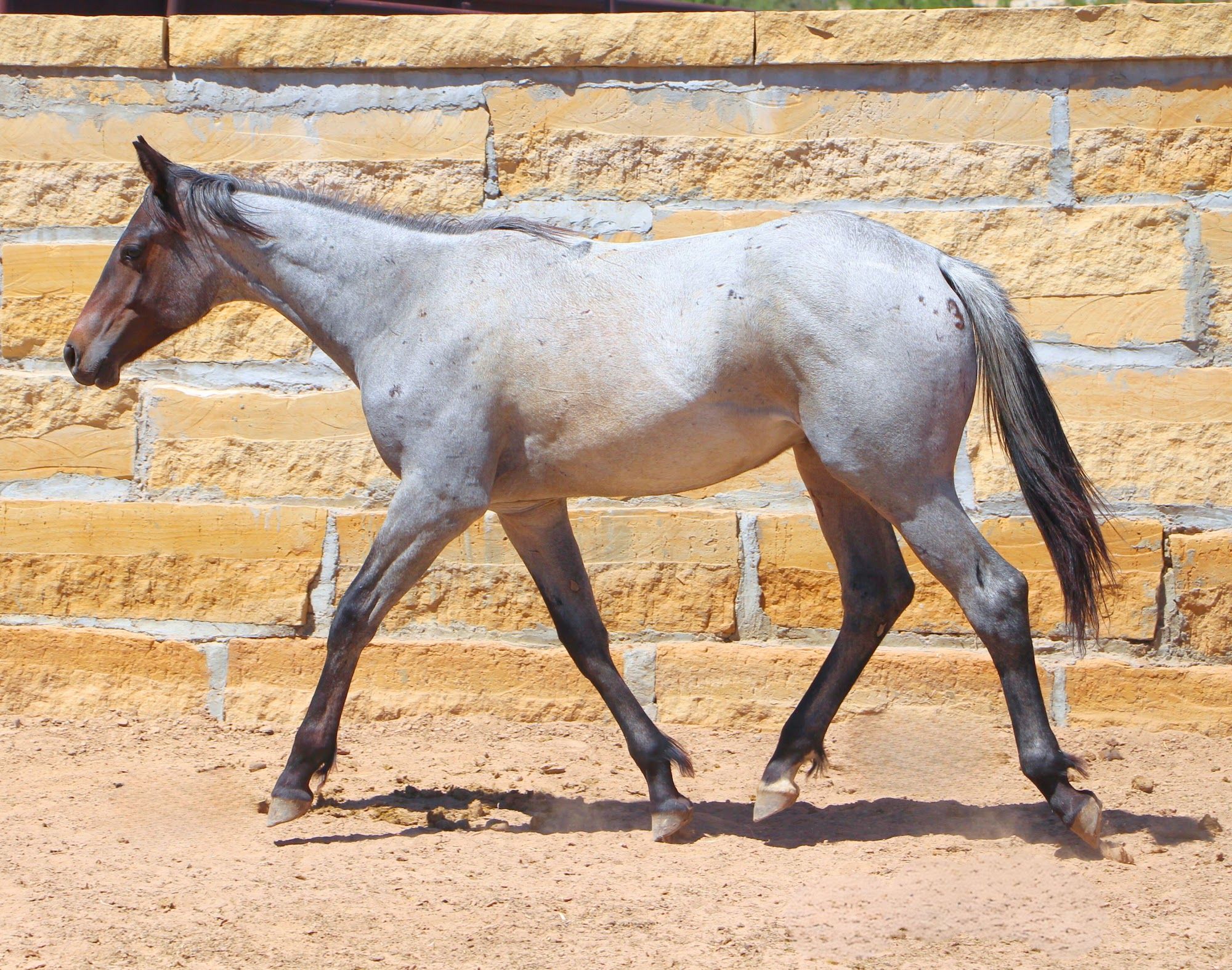 quarter-horse western-paard hengst 3 jaar roan te koop - Foto 2