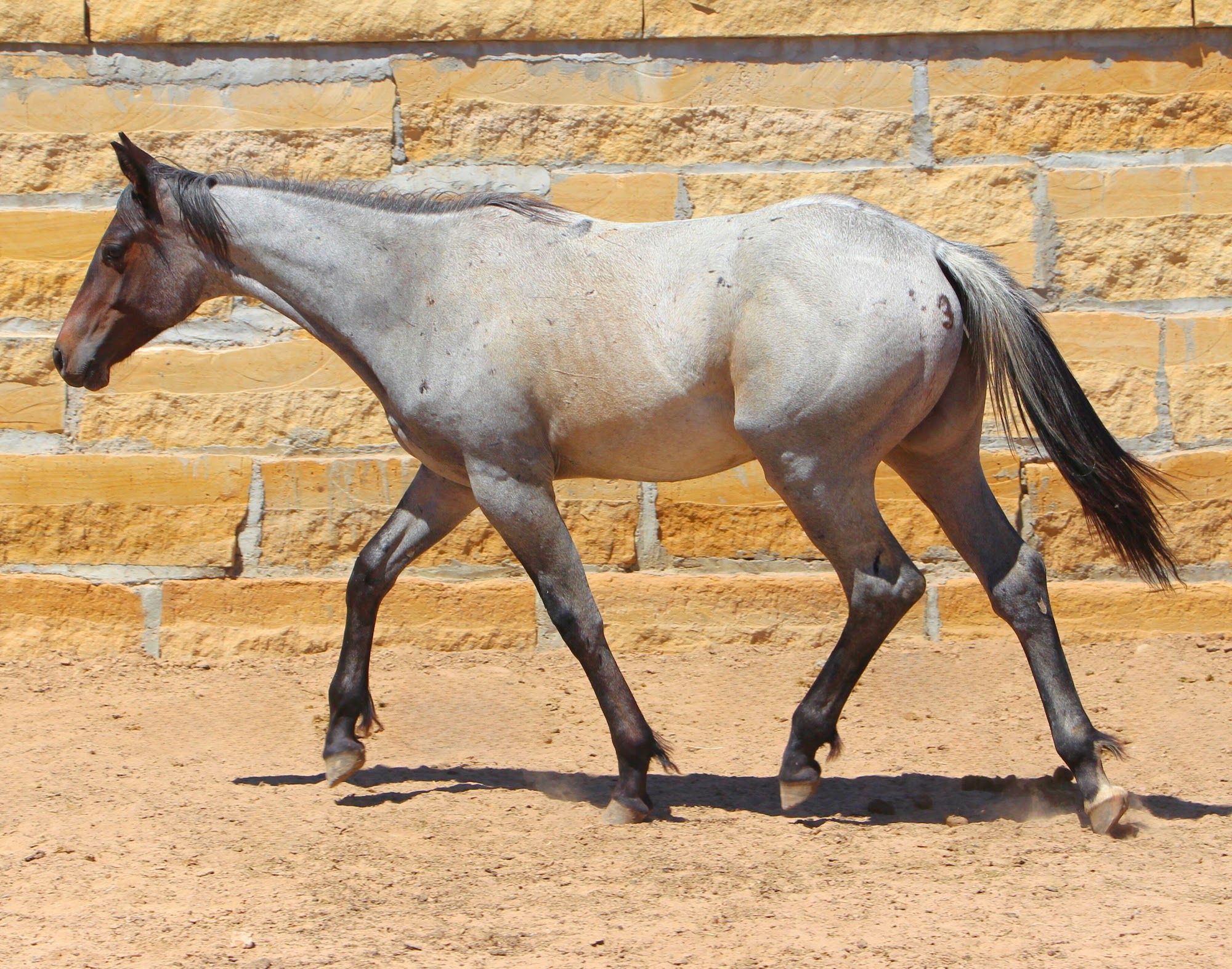 quarter-horse western-paard hengst 3 jaar roan te koop - Foto 3