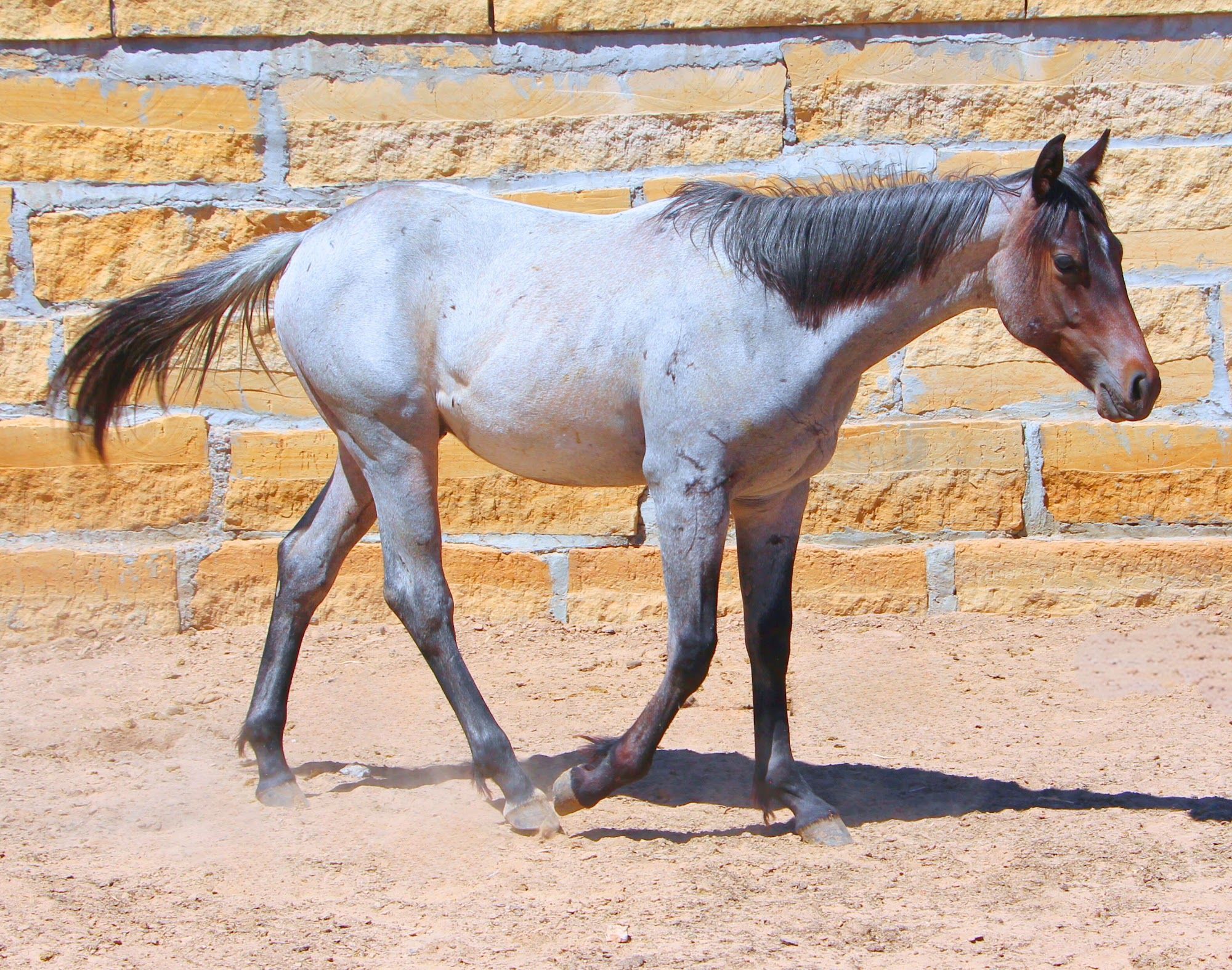 quarter-horse western-paard hengst 3 jaar roan te koop - Foto 4