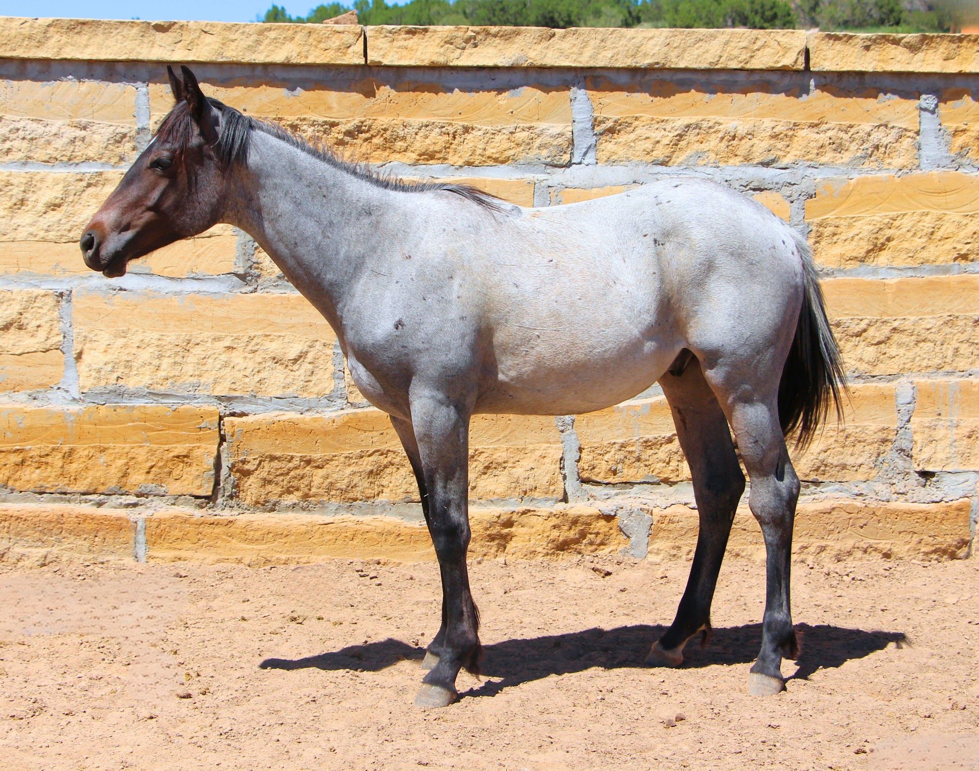 quarter-horse western-paard hengst 3 jaar roan te koop - Foto 5
