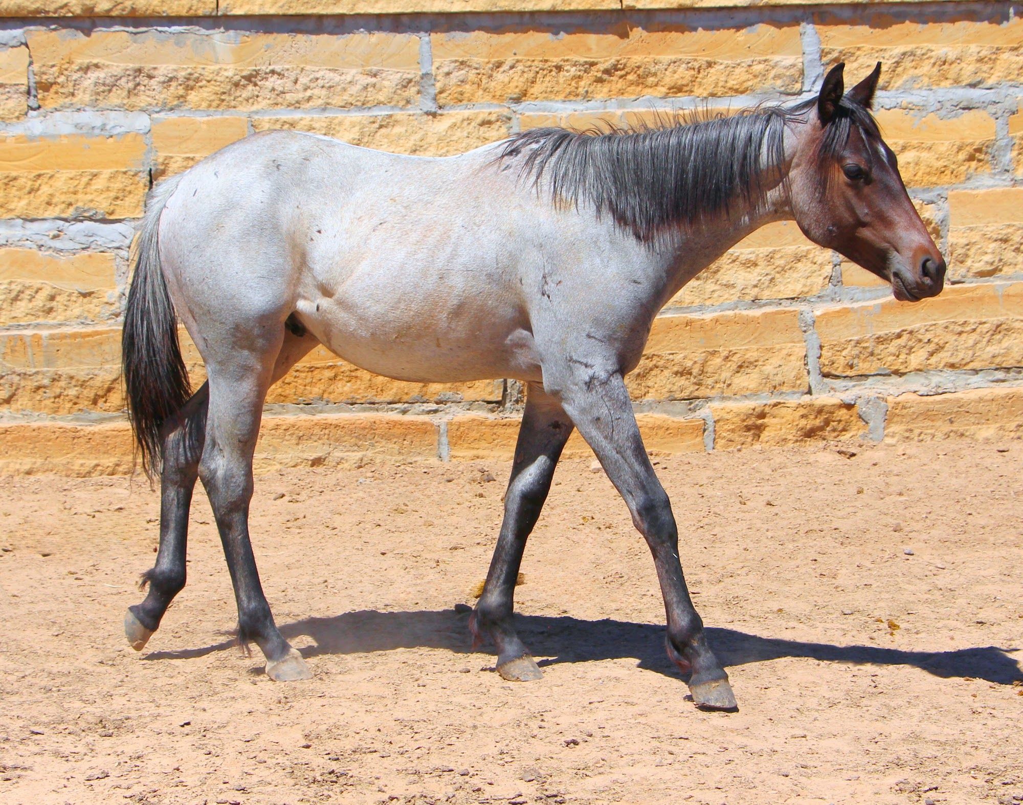 quarter-horse western-paard hengst 3 jaar roan te koop - Foto 6