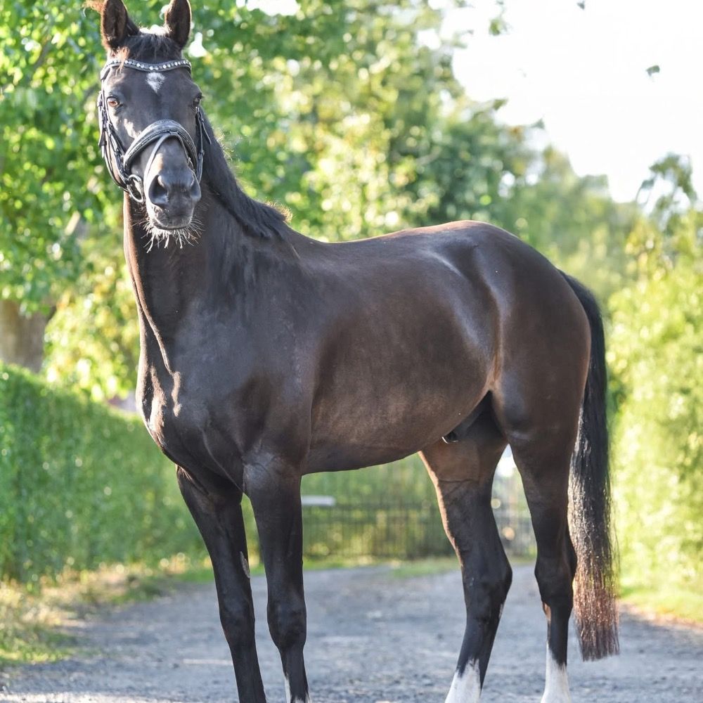 Welsh dressuurpony Ruin 9 years old Donkerbruin for sale - Photo 2