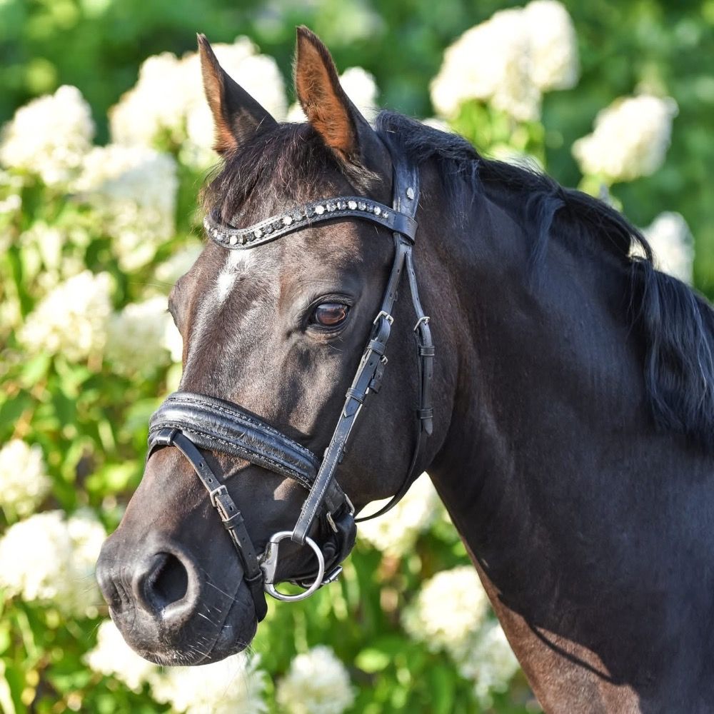 Knappe dressuurpony zoekt 5-sterrenhuisje!