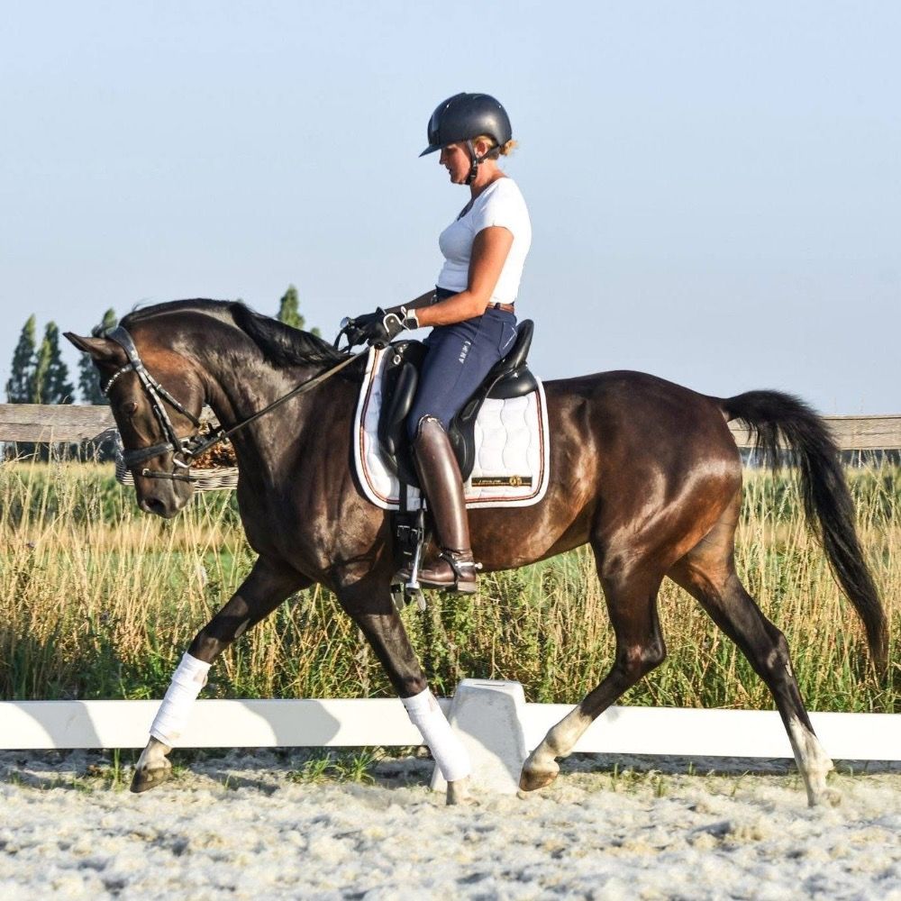 Welsh dressuurpony Ruin 9 years old Donkerbruin for sale - Photo 3