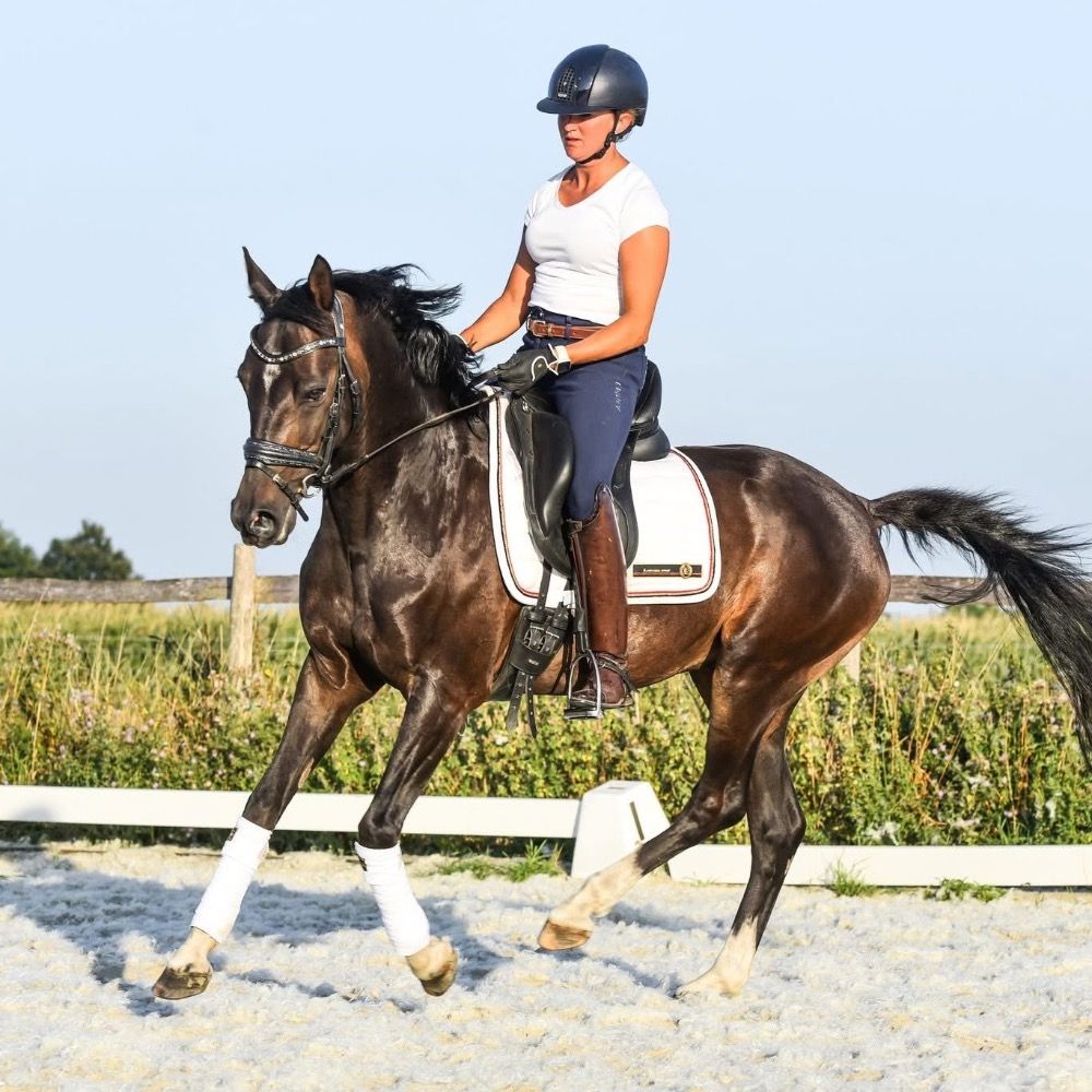 Welsh dressuurpony Ruin 9 years old Donkerbruin for sale - Photo 4
