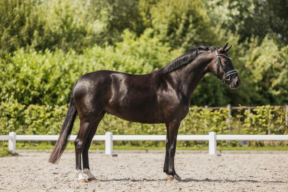 KWPN dressuurpaard Merrie 5 ans Zwart à vendre - Photo 4