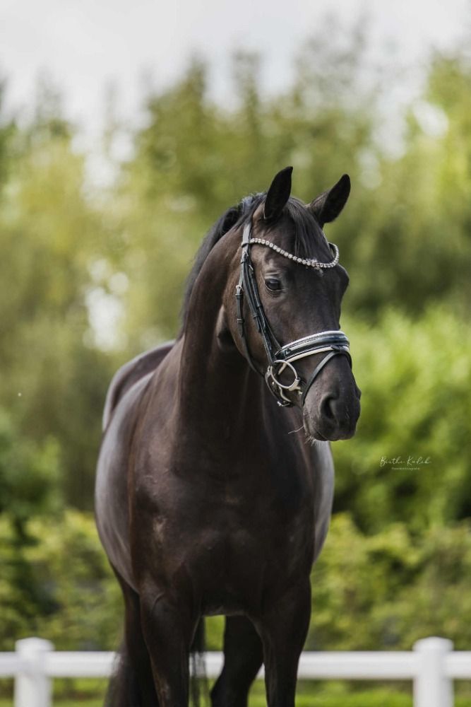 KWPN dressuurpaard Merrie 5 ans Zwart à vendre - Photo 2