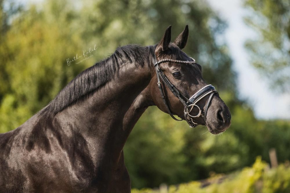 KWPN dressuurpaard Merrie 5 ans Zwart à vendre - Photo 3