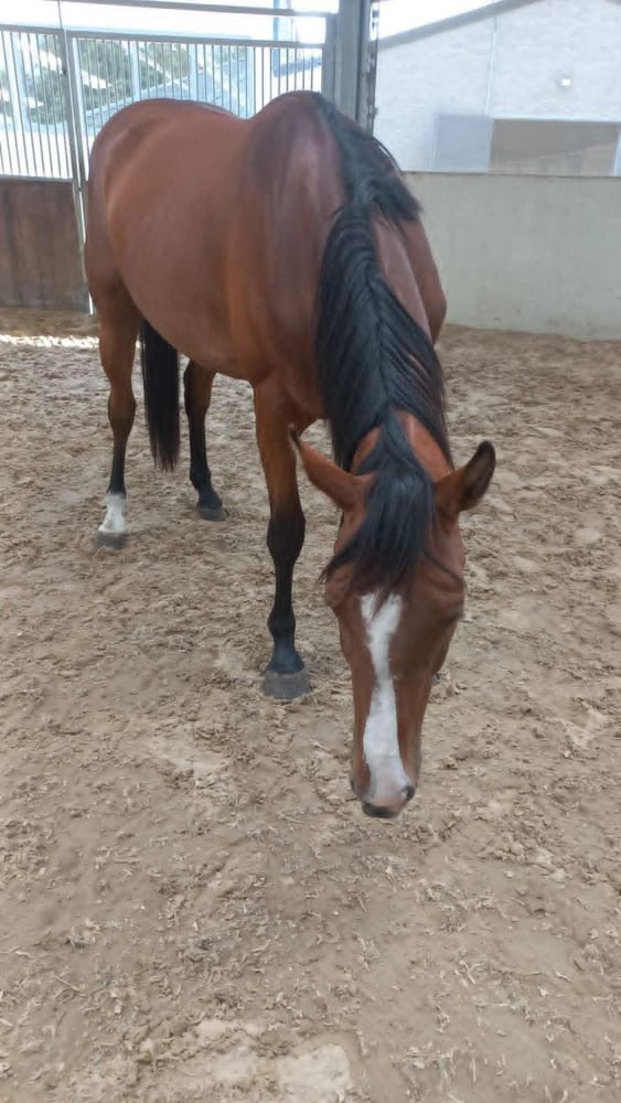 BWP dressuurpaard Merrie 3 jaar Bruin te koop - Hoofdfoto