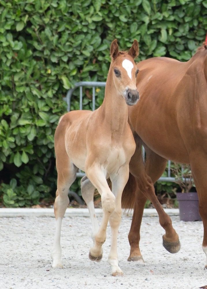 BWP springpaard Hengst 1 jaar Vos te koop - Foto 2