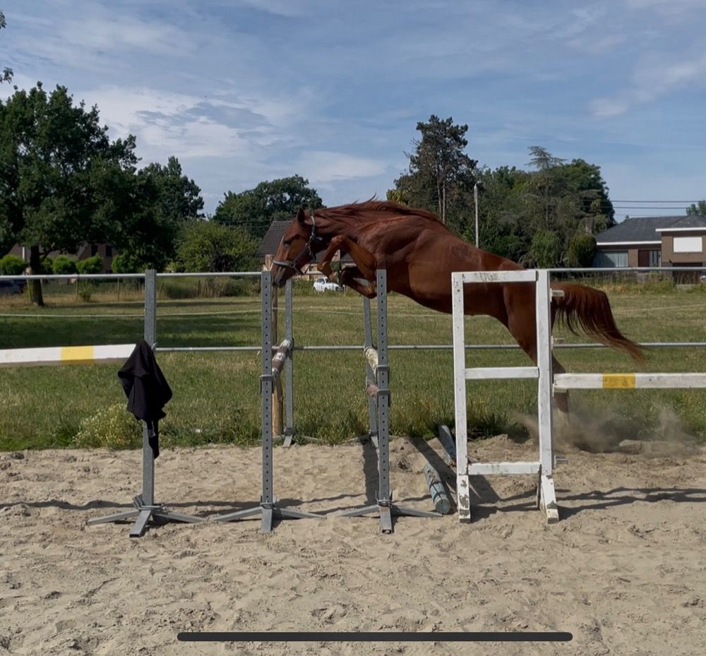 BWP springpaard Hengst 1 jaar Vos te koop - Foto 3