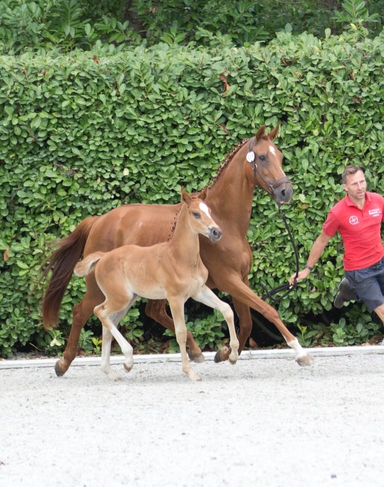 BWP springpaard Hengst 1 jaar Vos te koop - Foto 6